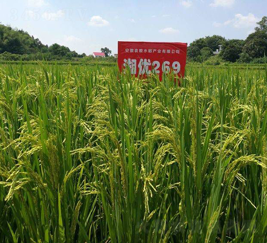 �惞(y��u)269-ˮ���N��-Ԭ�Z