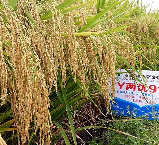 Y�Ƀ�(y��u)919-ˮ���N��-Ԭ�Z