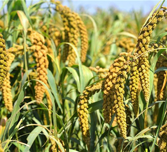 ԥ��48-���ӷN��-����r(n��ng)��