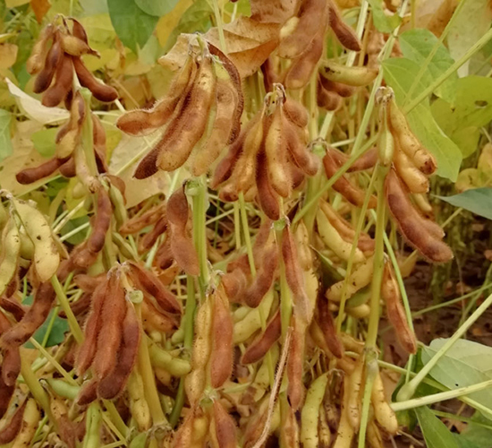 ����5240-�󶹷N��-����r(n��ng)��