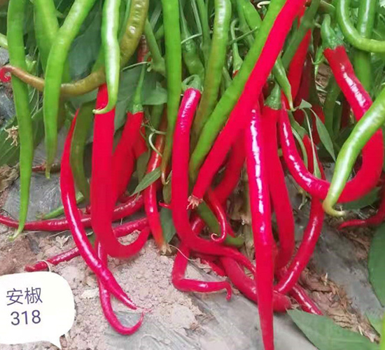 ����318-�����N��-����r(n��ng)��