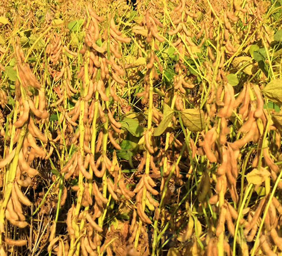 ����109-�󶹷N��-���(y��ng)�r(n��ng)��