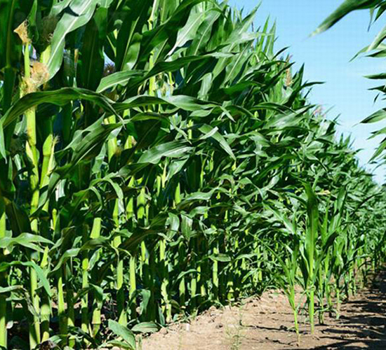 ����308-���׷N��-����r(n��ng)��