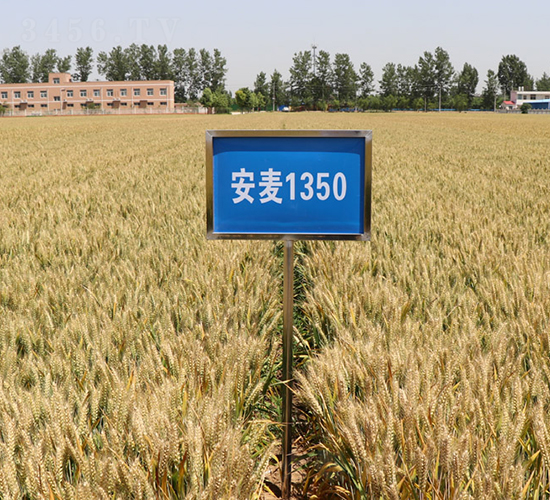 安麥1350-小麥種子-安陽農(nóng)科