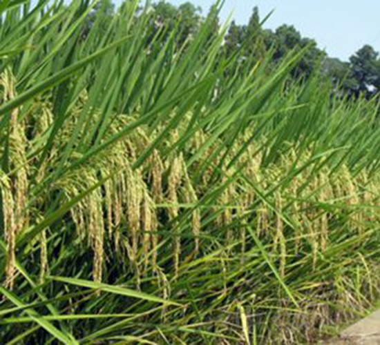 農(nóng)兩優(yōu)云三-水稻種子-華茂高科