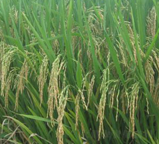 ���Ƀ�(y��u)805-ˮ���N��-�Aï�߿�