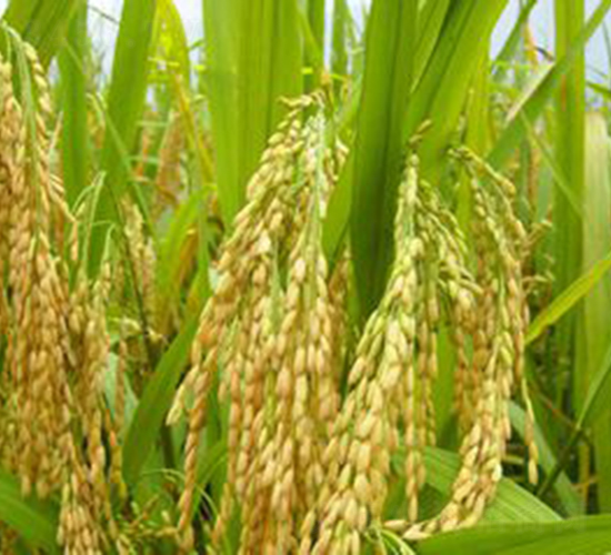 特優(yōu)161-水稻種子-華茂高科