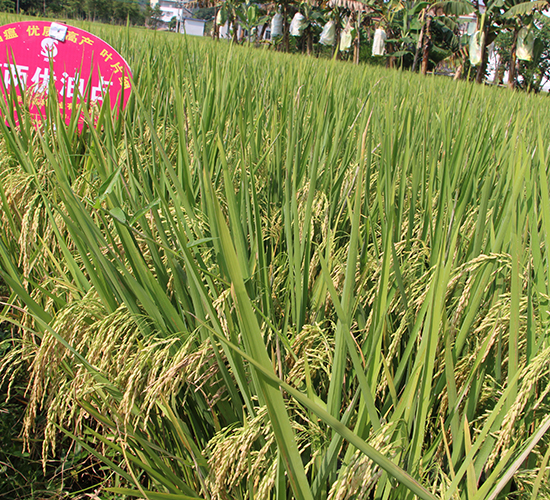 Y�Ƀ�(y��u)��ռ-ˮ���N��-�Aï�߿�