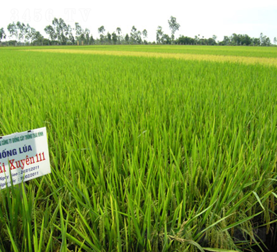 泰優(yōu)1號-水稻種子-科薈種業(yè)