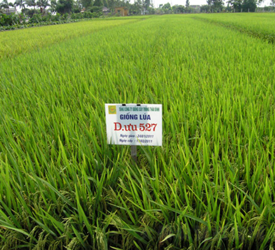 D優(yōu)527-水稻種子-科薈種業(yè)