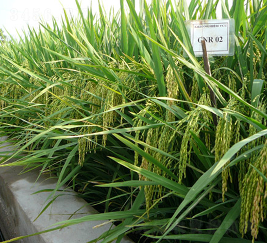 金谷202-水稻種子-科薈種業(yè)