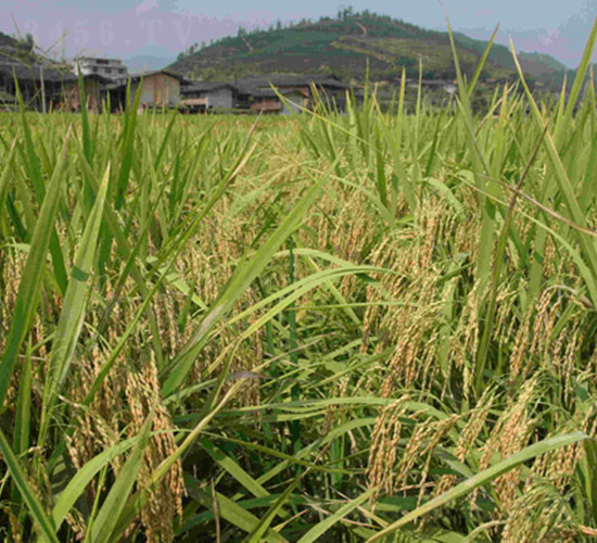 �ȃ�(y��u)3119-ˮ���N��-���C�N�I(y��)