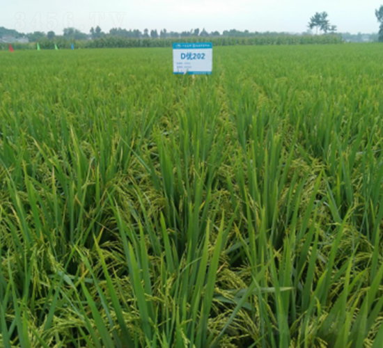 ���ȃ�(y��u)202-ˮ���N��-���C�N�I(y��)