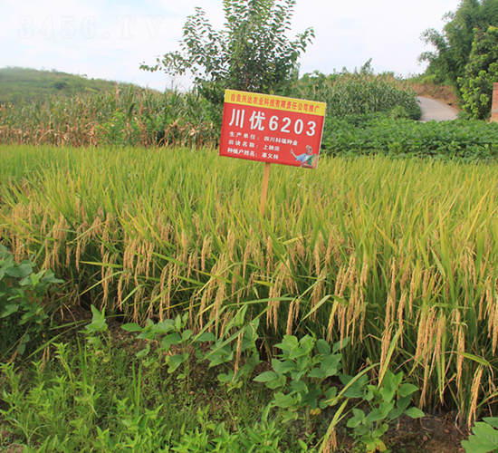 ����(y��u)6203-ˮ���N��-���C�N�I(y��)