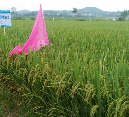 ������(y��u)983-ˮ���N��-���C�N�I(y��)