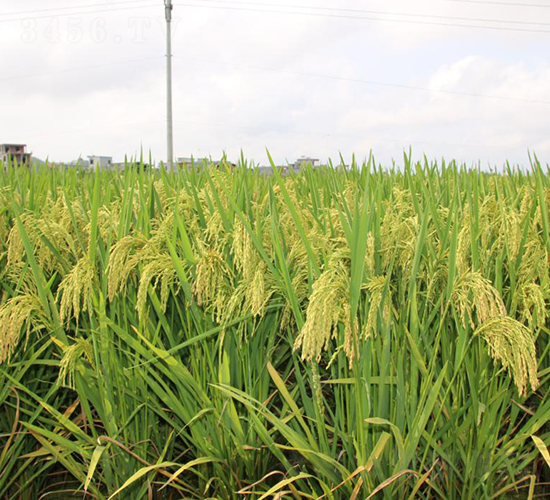 ����3724-ˮ���N��-���C�N�I(y��)