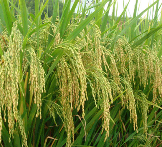 II優(yōu)3301-水稻種子-科薈種業(yè)