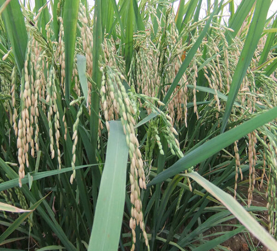 ���S��(y��u)1̖-ˮ���N��-ϣ���N�I(y��)