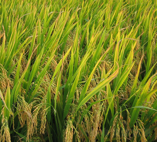 長(zhǎng)兩優(yōu)35-水稻種子-希望種業(yè)