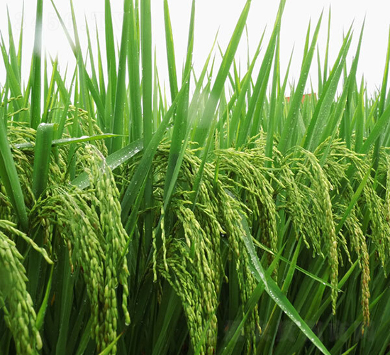 N�Ƀ�(y��u)1̖-ˮ���N��-ϣ���N�I(y��)