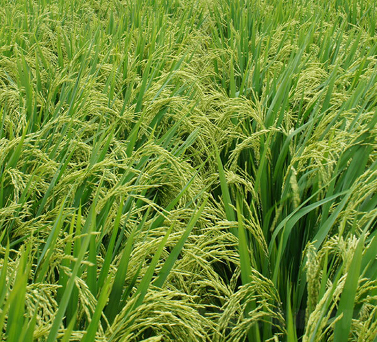 Y�Ƀ�(y��u)6̖(h��o)-ˮ���N��-ϣ���N�I(y��)