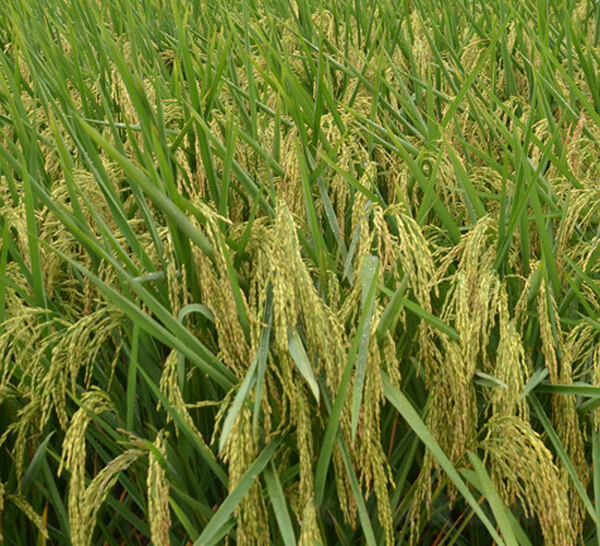 Y�Ƀ�(y��u)1998-ˮ���N��-ϣ���N�I(y��)