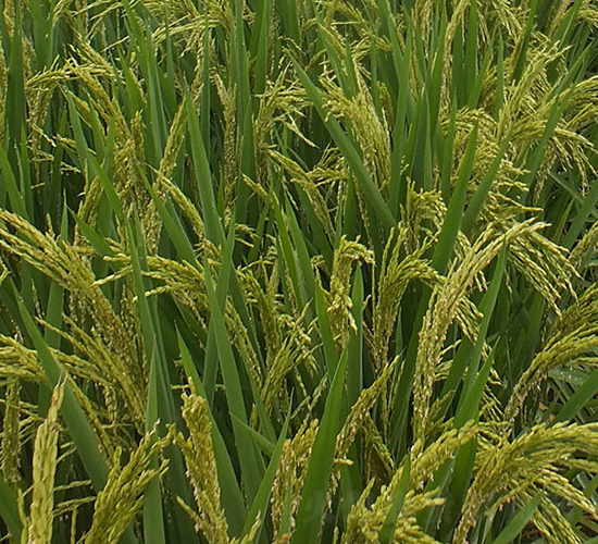 ���Ƀ�(y��u)511-ˮ���N��-ϣ���N�I(y��)