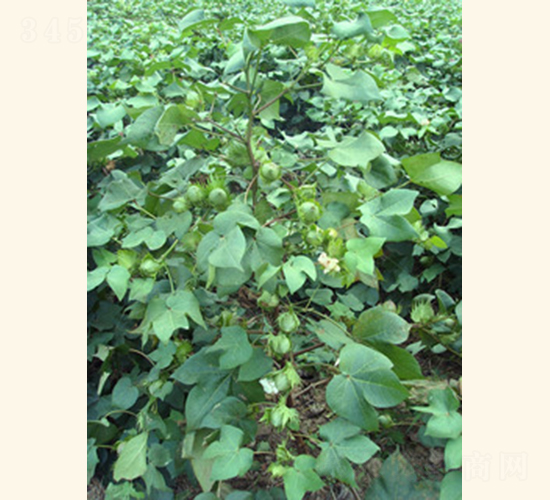 ���s��4̖-�޻��N��-���A���r(n��ng)