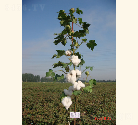 ���s��3̖-�޻��N��-���A���r