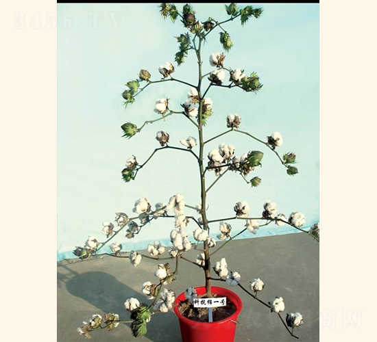 �ƿ���1̖(h��o)-�޻��N��-���A���r(n��ng)