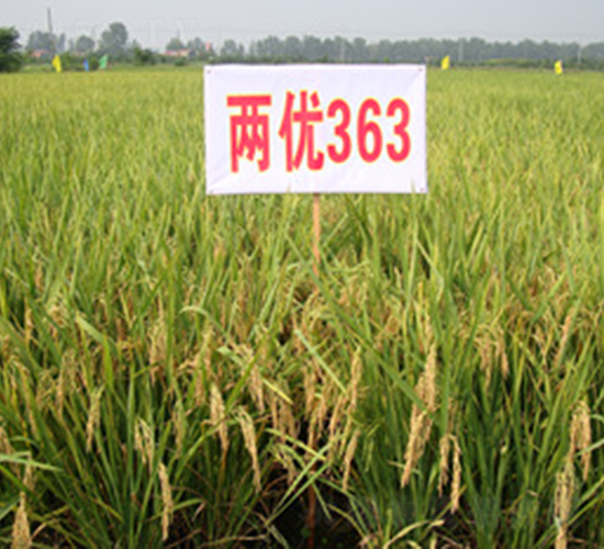 �Ƀ�(y��u)363-ˮ���N��-���A���r