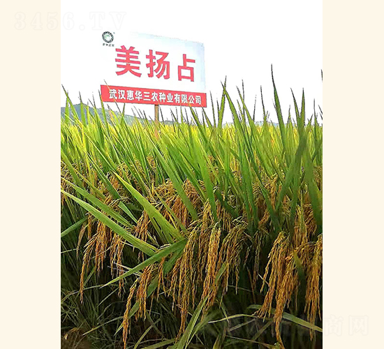 美揚占-水稻種子-惠華三農(nóng)