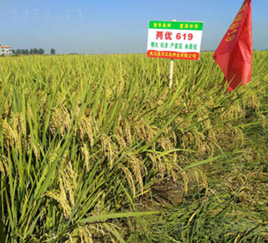 兩優(yōu)619-水稻種子-惠華三農(nóng)