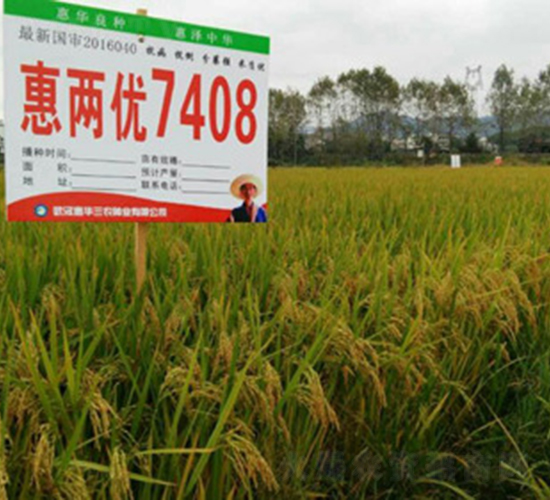 惠兩優(yōu)7408-水稻種子-惠華三農
