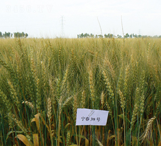 寧春39號-小麥種子-科豐種業(yè)