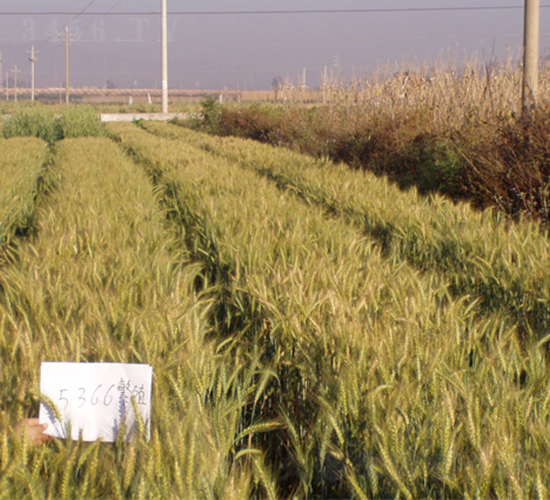 寧春50號(hào)-小麥種子-科豐種業(yè)
