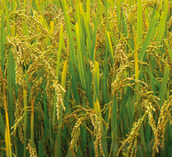 富源4號(hào)-水稻種子-科豐種業(yè)