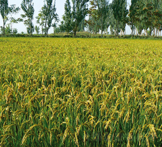 ����105̖(h��o)-ˮ���N��-���S�N�I(y��)