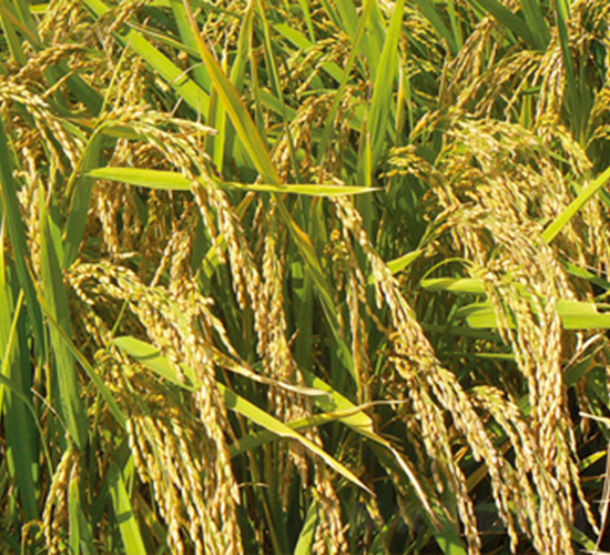 寧粳31號-水稻種子-科豐種業(yè)