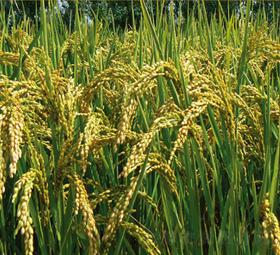 ����33̖-ˮ���N��-���S�N�I(y��)