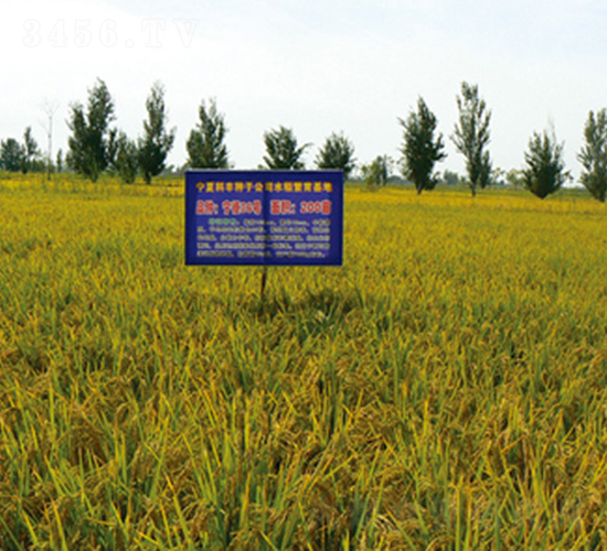 寧粳36號(hào)-水稻種子-科豐種業(yè)