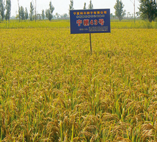 寧粳43號(hào)-水稻種子-科豐種業(yè)