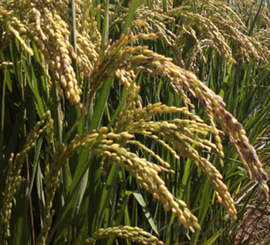 ����44̖-ˮ���N��-���S�N�I(y��)