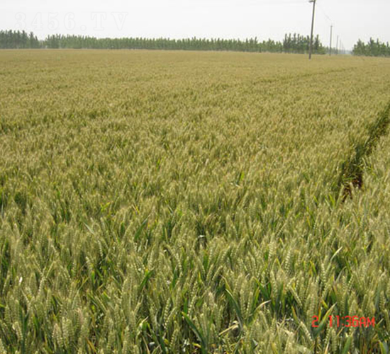 濟(jì)麥22-小麥種子-銀興種業(yè)