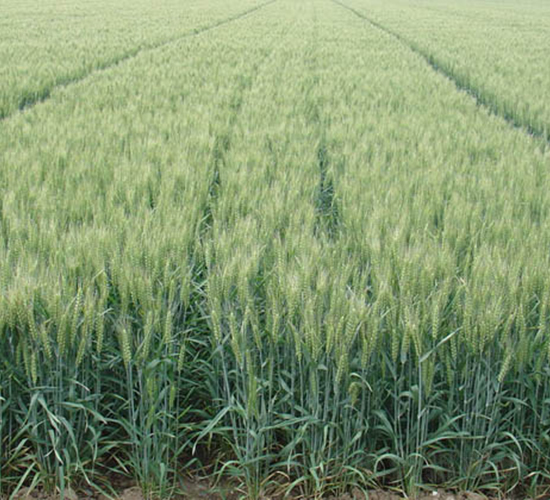濟(jì)麥21-小麥種子-銀興種業(yè)