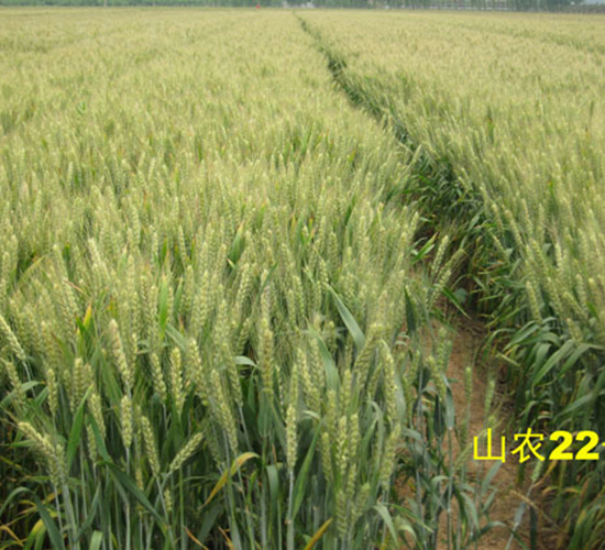 山農22號-小麥種子-銀興種業(yè)