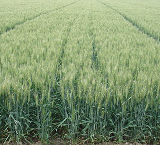 ɽ�r(n��ng)24̖-С���N��-�y�d�N�I(y��)