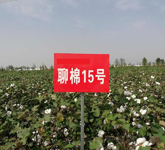 聊棉15號(hào)-棉花種子-銀興種業(yè)