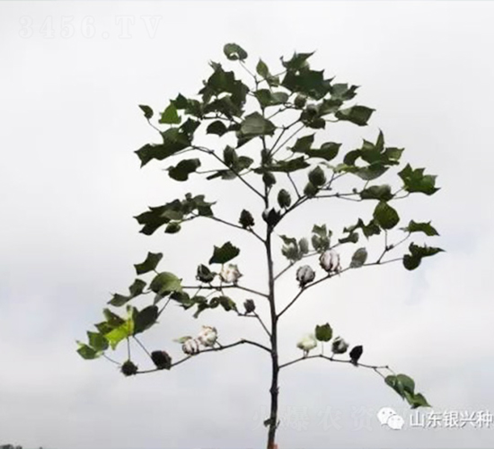 �y�d��28-�޻��N��-�y�d�N�I(y��)