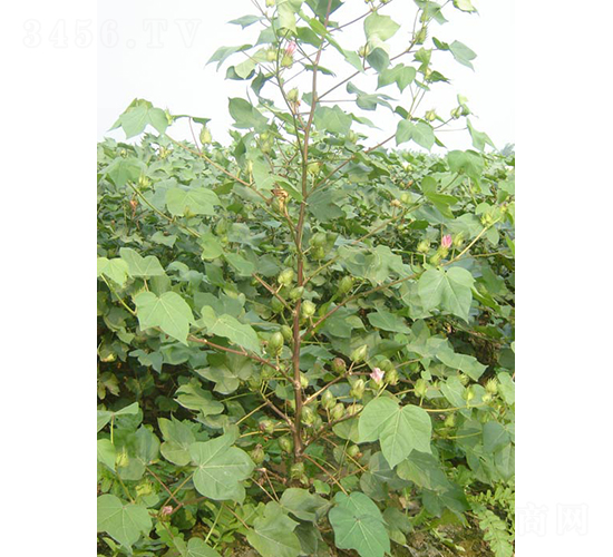 銀興棉5號-棉花種子-銀興種業(yè)